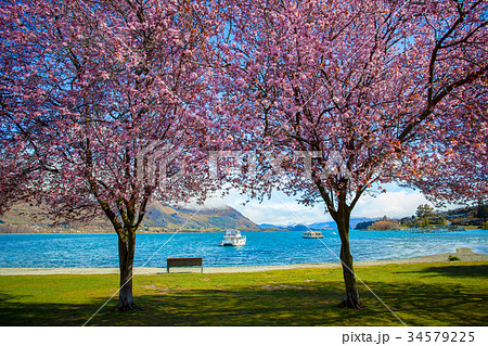 pink flower blooming in lake wanaka new zealand 34579225
