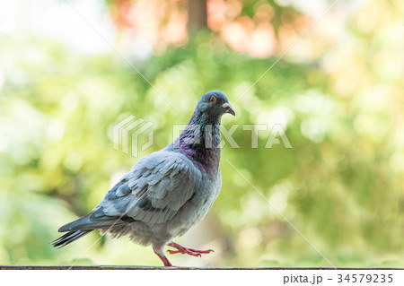 homing pigeon bird against green blur background homing pigeon bird against green blur background 34579235