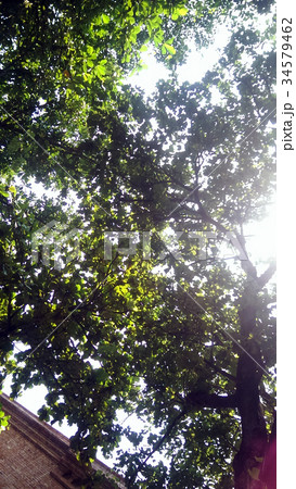 大木 大樹 大きな木 34579462