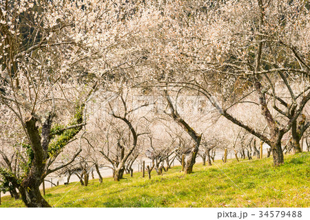 高尾 木下沢梅林 高尾 木下沢梅林 34579488