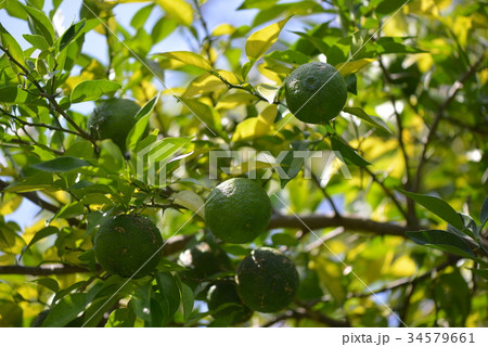 青い柚子 青い柚子 34579661