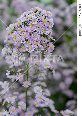 クジャクギク クジャクギク 34579704