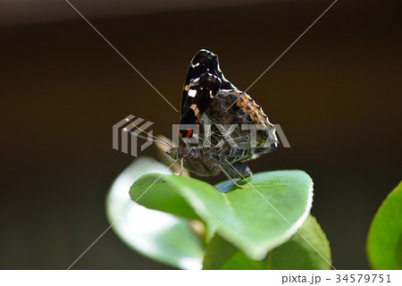 アカタテハ 34579751