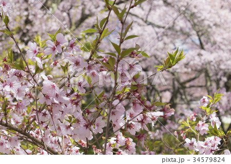 青空の高遠城址公園 34579824