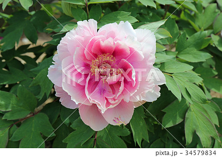 牡丹の花 34579834