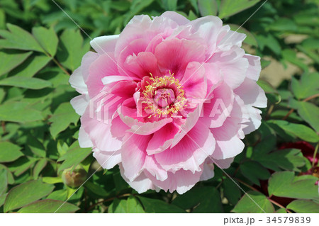 牡丹の花 牡丹の花 34579839