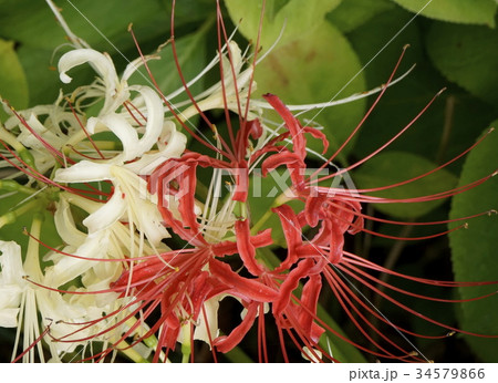 ヒガンバナ　赤白色 34579866