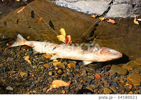 産卵後のサケ（久慈川） 34580021