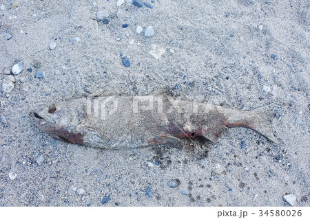 産卵後のサケ（久慈川） 34580026