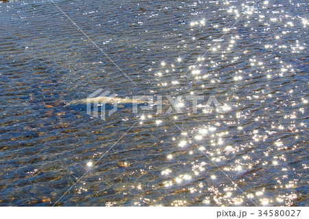 産卵後のサケ（久慈川） 34580027