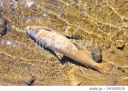 産卵後のサケ（久慈川） 34580028