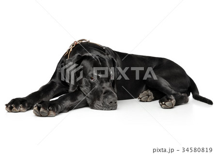 Great Dane on white Great Dane on white 34580819