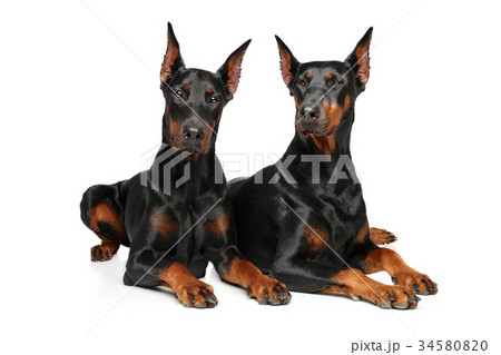 Two Doberman graceful lying 34580820