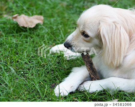 young cute lovely crossbreed dog on green grass young cute lovely crossbreed dog on green grass 34581066