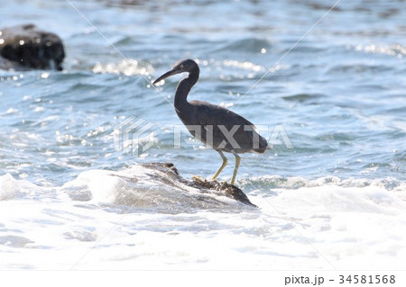 磯のクロザギ 磯のクロザギ 34581568