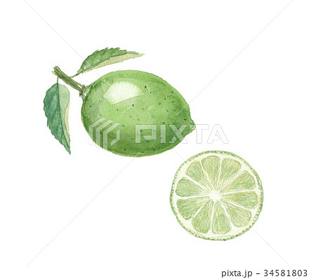 ライムのイラスト素材 ライムのイラスト素材