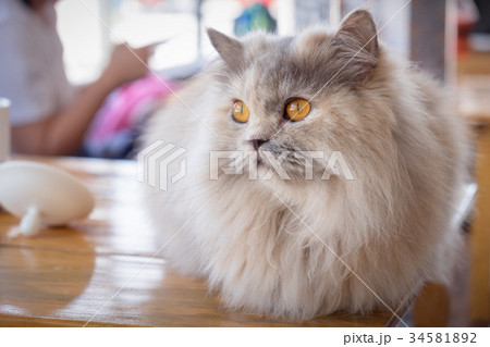 Maine coon cat sitting on wood table 34581892