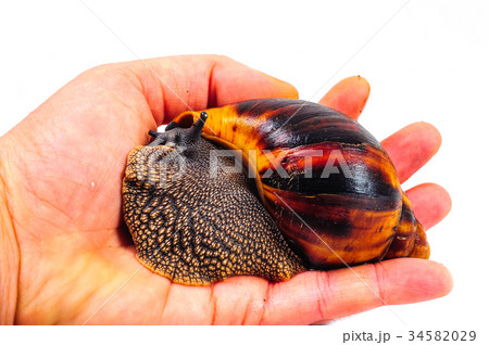 Snail isolated on the white background 34582029