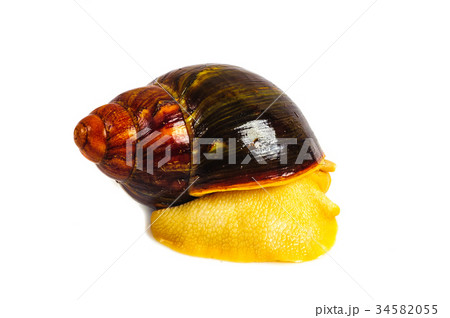 Snail isolated on the white background 34582055