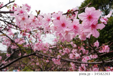河津桜 桜 さくら 34582263