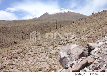 南米チリ北部アンデス山脈の麓、アタカマ高地の斜面に群生するサボテン