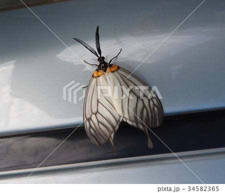 ウスバツバメガ（♂） 34582365