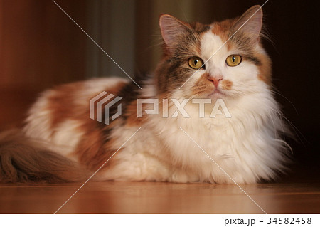 猫MG6544 34582458