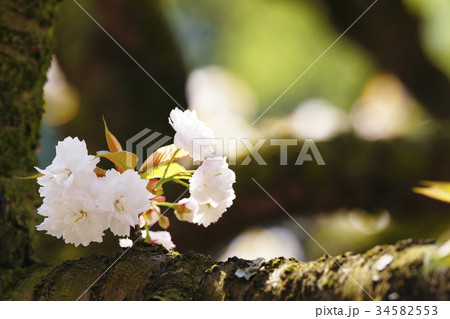 八重桜 八重桜 34582553
