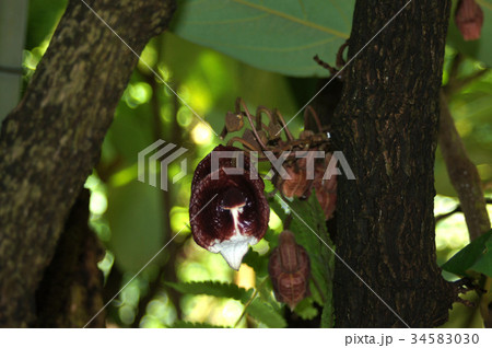 アリストロキア・アルボレア 34583030