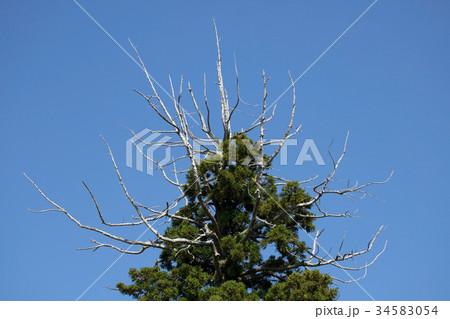 先端が白骨化した樹木（高松市屋島） 34583054