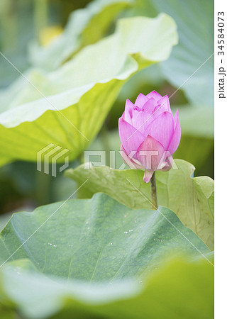 スイレン ハス 蓮 34584073