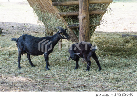 Black goat and goatling eat hay Black goat and goatling eat hay 34585040
