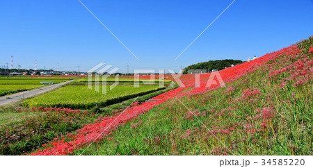 矢勝川沿いの彼岸花 34585220