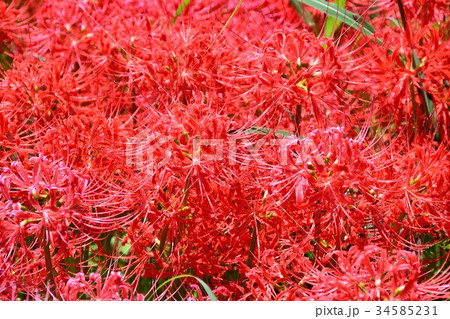 矢勝川沿いの彼岸花 矢勝川沿いの彼岸花 34585231