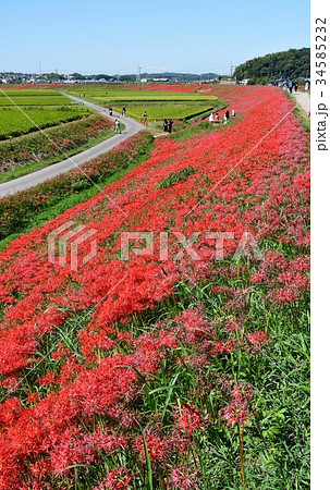 矢勝川沿いの彼岸花 矢勝川沿いの彼岸花 34585232