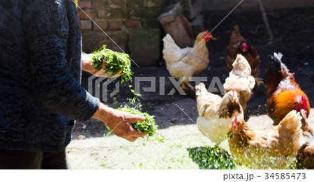Farmer feeding chickens in the barn 34585473