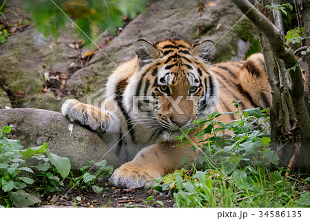 Siberian tiger panthera tigris altaica 34586135