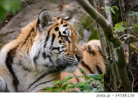 Siberian tiger panthera tigris altaica 34586136