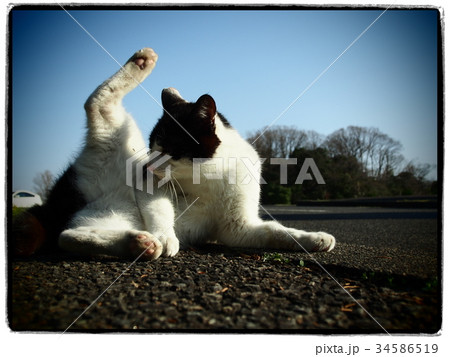 後足を上げる猫 34586519