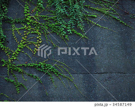 壁を伝う蔦 34587149