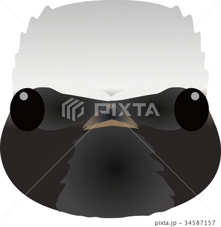 ジョウビタキ 34587157