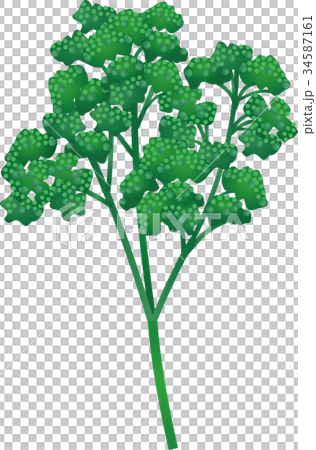 香菜 香菜 34587161