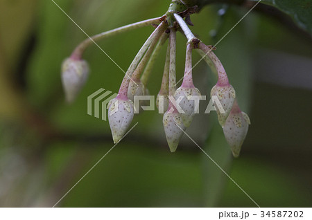 万両のツボミ 34587202