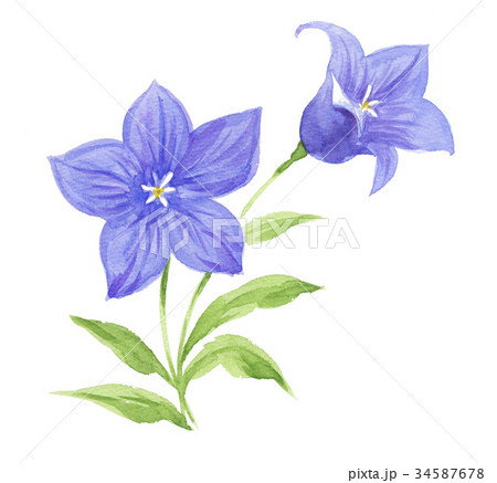 桔梗17929pix7のイラスト素材 [34587678] - PIXTA