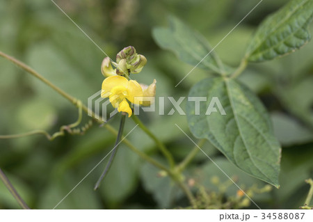 ヤブツルアズキ 34588087