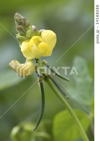 ヤブツルアズキ 34588088