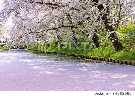 青森県 弘前城 桜 青森県 弘前城 桜 34588969