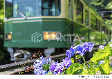 あじさいと江ノ電 あじさいと江ノ電 34589450