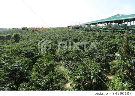 ベトナム・ダラット 34590107