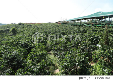 ベトナム・ダラット 34590108